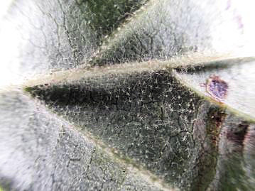 葉裏の様子。葉の両面に星状毛があり、特に脈上に多い。葉裏の脈上以外の星状毛が長く残ることが本種の特徴。