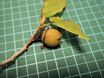 果実は蒴果で直径1cmほどの卵状球形。先端には2個の低い突起がある。外面には褐色の短毛が密生する。