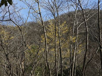 春先に他の樹木が展葉しない時期に花を咲かせ「まず咲く」とされた？岡山県では「タニイソギ」の地方名も。