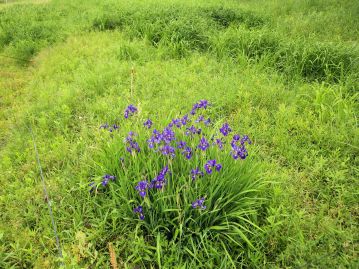 アヤメ属の植物には湿生の種類も多いため勘違いされることも多いが、本種の生育環境は乾燥した草地である。