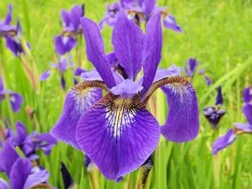 5～7月頃、花茎の頂部に径8cm程度の紫色の花をつける。外花被片の中央～付け根にかけて網状の模様がある。