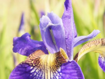 外花被片の模様の上を覆うように伸びているのが花柱（雌しべ）。雄しべはその下にあり、外部からは見えない。