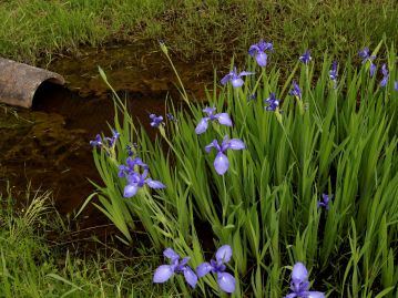 本種とほぼ同時期に咲き、「いずれ菖蒲か杜若」との例えにも登場するカキツバタ。こちらは水辺に生育する。