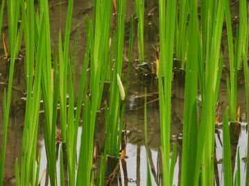 万葉集における「あやめ」、ショウブ科のショウブ。こちらは花（花序）は目立たないが、植物体に芳香がある。