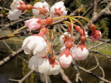 萼筒は紅紫色で花柄とともに毛が多い。 咲きかけの蕾の姿がヒョウタンの実のようなので「ひょうたんざくら」と呼ぶ地域も。