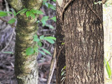若い木の樹皮はやや光沢があり、横方向に皮目がある（写真左）が、成木の樹皮は縦方向に浅い裂け目が入る（写真右）。