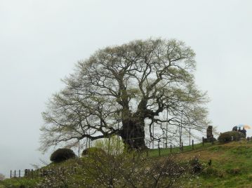 後醍醐天皇が賞賛したという伝説がある岡山県真庭市別所の「醍醐桜」。 エドヒガンの古木で、胸高直径は7mを超える。