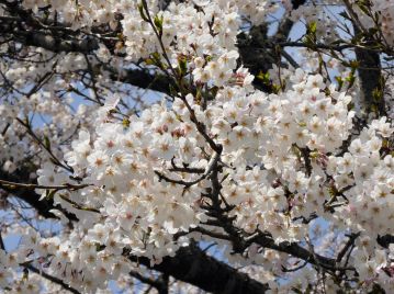 最も有名なサクラの栽培品種、ソメイヨシノ。 雑種であり、展葉に先立って開花するエドヒガンの特徴を引き継いでいる。