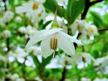 5～6月頃、5深裂した直径2.5cmほどの純白の花を垂れ下がるように咲かせる。