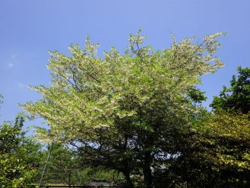 重井薬用植物園 おかやまの植物事典