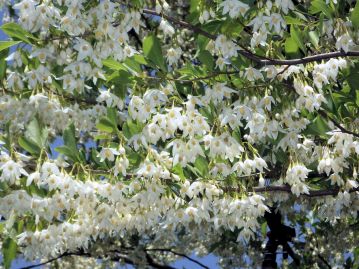 枝ぶりが平面的なため、下から見上げると特に美しい。花にはキムネクマバチなどハナバチ類がよく訪花する。