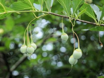 果実は直径1cmほどの緑白色～灰白色の卵球形。8～9月頃に果皮が縦に割れ、褐色の種子がむき出しとなる。