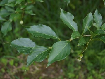 葉は枝に互生し、長さ4～8cm、幅2～4cm程度の卵形。裏面の脈腋には毛叢（毛が密生している部分）がある。