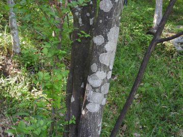 樹皮は概ね平滑だが、老木になると縦に皮目が入る。写真の白い模様は地衣類によるもの。