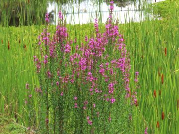 湿地に生育する多年草。ミソハギより大型で分枝が多く、咲き出しがやや早い。 分類上、ミソハギと同種とする説もある。