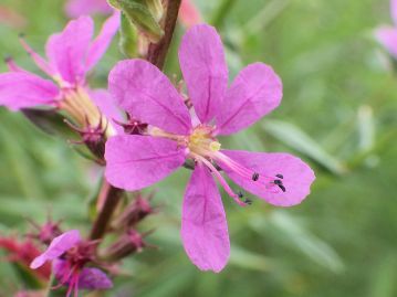 花は７月頃に咲き、紅紫色で直径1～1.5cm程度の6弁花。 当園で見られるのは「中雌しべ＋長雄しべ＋短雄しべ」の型のみ。