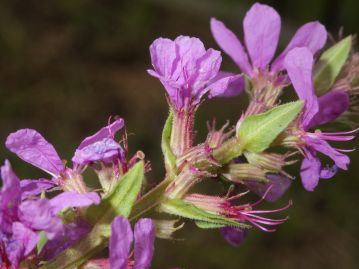 花の基部に小苞がある。 萼筒には短毛があり、萼片の間にある針状の付属片は斜上～直立。 ミソハギの付属片は横に開出。