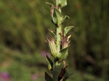 期には萼筒は茎に対して45°ほどの角度で着いているが、果期の果実は茎にほぼ平行に密着する。 果実は蒴果。