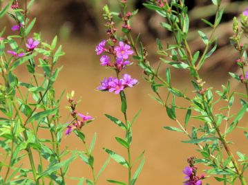 ミソハギ L. anceps 。 本種より小型で全体無毛、葉の基部は茎を抱かない。 岡山県では本種より普通に見られる。