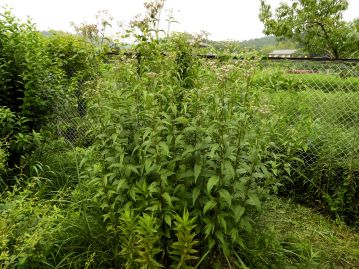 高さ2ｍを超えることもある、大型の多年生草本である。（背後の金網フェンスの高さが1.5ｍほど）