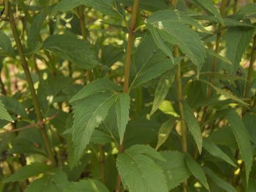 葉は対生。茎の中～下部に着く葉はしばしば3深裂するが、茎上部などでは深裂しないものが多い。