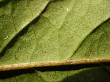 葉裏には腺点がない。同属のオオヒヨドリバナ、サワヒヨドリなどには普通、腺点がある。