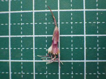 頭花を上下逆にした状態。「藤色」を帯びた小花や総苞の様子を、袴に例えたという。