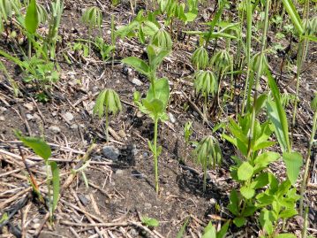 火入れの後に芽吹いたフナバラソウ。一定の面積がある草原に生育するのが本来の姿だと思われる。