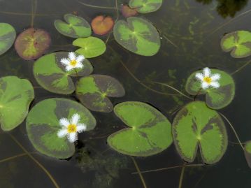 国内ではRDB種だが、東南アジア、アフリカ、オーストラリアなどの地域に広く分布している水草である。