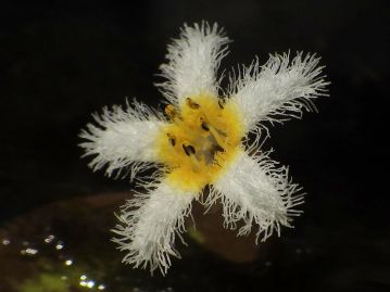 花期は7～9月、花弁の内側には白色の細毛が密生する。花柱の長さの違う2タイプの花がある。写真は短花柱花。