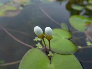 真っ白な米粒のような開花直前の蕾。花は朝8～9時ごろに開き、午後の早い時間に閉じてしまう。