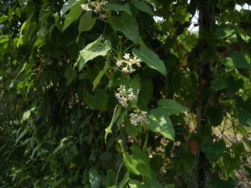 日本全国に分布するつる性の多年草で、8月頃、葉の腋から花序を出して多数の花を咲かせる。