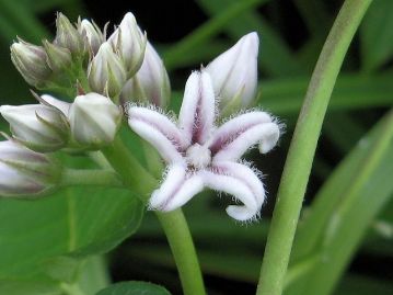 開花間もない花。花冠は5裂し、裂片には中央に溝がある。内側には白い毛が密生する。