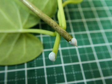 茎や葉を傷つけると白い乳液が出てくることがガガイモの仲間の特徴である。