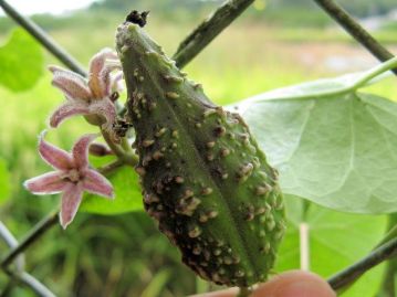 花数が多い割に果実は少ない。果実の表面にはイボ状の突起がある。