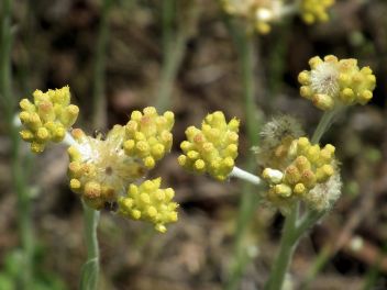 春、茎の頂部に多数の黄色の頭花を咲かせる。花後には綿毛ができ、種子を散布する。