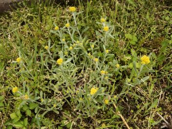 水分や養分条件の良い環境では地際より分岐して大株となるが、他の植物との競合には弱い。