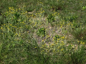 田のあぜに群生するハハコグサ。農業形態の変化などによって、このような群生は珍しくなった。