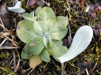 帰化植物のウラジロチチコグサのロゼット。岡山県下では帰化チチコグサ類が増え、ハハコグサよりもよく見かけるようになりつつある。