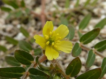花は直径1cmほどの黄色の5弁花。朝に開花し、夕方には閉じる一日花である。