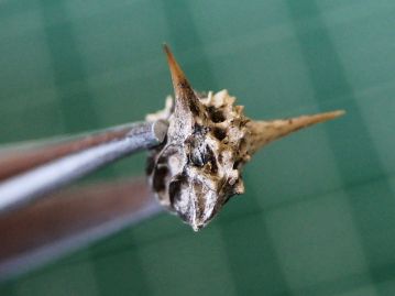 落下後、乾燥した果実の1片。大きな角と多数の凸凹のある様子はSF映画のモンスターのようである。