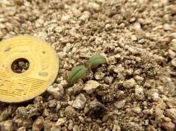 ハマビシの実生。岡山県では4月下旬～5月上旬、暖かくなり、雨も多くなった時期に発芽する。