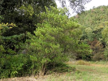 高さ4mほどになる常緑樹。本来は海岸性の樹木だが、強健なため、生垣や植え込み等としてよく植栽される。