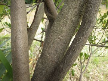 樹皮は淡灰褐色。若い幹は概ね平滑（左の幹）だが、太くなると縦じわが入り、ひび割れる（右の斜めの幹）。