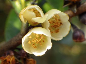 雄花の花弁は淡黄緑色、10～15本の雄しべがあり、雌しべは退化している。花には強い臭気がある。