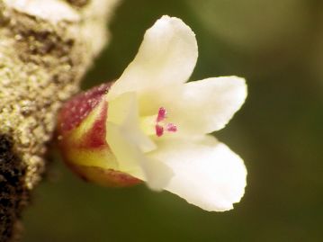 雌花は雄花よりやや小さく、雄しべは退化して1本の雌しべ（花柱）がある。花柱の先は成熟すると3裂する。