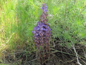 春、地中より出現して、紫色の花を咲かせる。 後ろの糸状の葉が寄主植物のカワラヨモギ。