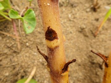 自分で光合成をおこなわないため、葉は1～1.5cm程度の鱗片状に退化している。