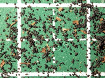 種子は黒色で非常に小さい。 土砂の移動に伴って地中に潜り、寄主植物の根へ寄生するチャンスを待つ。
