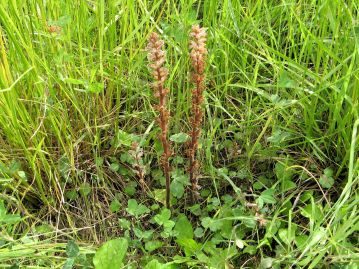 同属の外来種、ヤセウツボ O. minor 。 キク科の他、マメ科、セリ科など幅広い植物に寄生する。